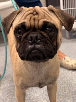 Asuma (red collar) -  Pug Dog for Adoption in Gilbert, Arizona - Asuma (red Collar) | PetCurious