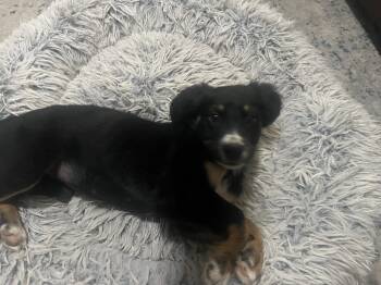 Anatolian Shepherd Dogs Available for Adoption - Beatrice | PetCurious