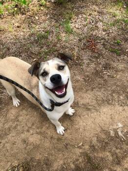 Rescue Labrador Retriever and German Shepherd Dog Dogs for Adoption in Watertown, Connecticut - Sugar | PetCurious