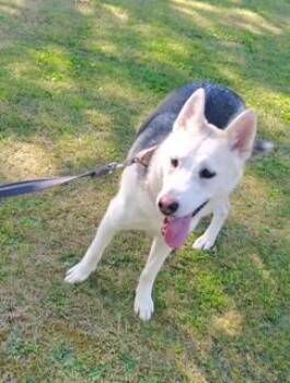 Rescue Shepherd Dogs for Adoption in Washington Court House, Ohio - Voodoo Ranger | PetCurious