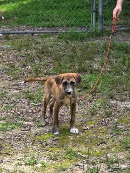 Hazelnut -  American Staffordshire Terrier and Beagle Dog Available for Adoption in Bauxite, Arkansas - Hazelnut | PetCurious