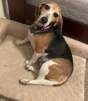 Boop -  Beagle Dog for Adoption in North Little Rock, Arkansas - Boop | PetCurious
