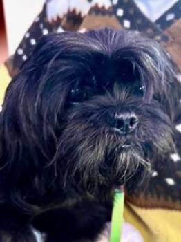 Rescue Shih Tzu Dogs for Adoption in Ladson, South Carolina - Angelica Pickles | PetCurious