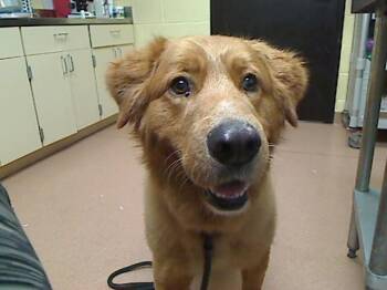 BUDDY -  Golden Retriever and Mixed Breed Dog for Adoption in Cookeville, Tennessee - BUDDY | PetCurious