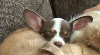 Hazel -  Chihuahua Dog for Adoption in Warrenton, Missouri - Hazel | PetCurious
