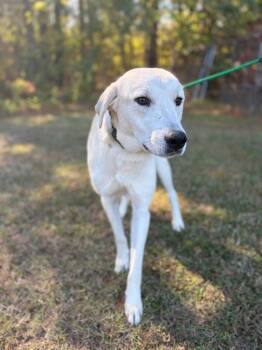 Coraline -  Yellow Labrador Retriever and Great Pyrenees Dog for Adoption in Winnsboro, South Carolina - Coraline | PetCurious