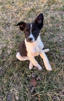 Mixed Breed and Miniature Pinscher Dogs Available for Adoption - Sweet Percy | PetCurious