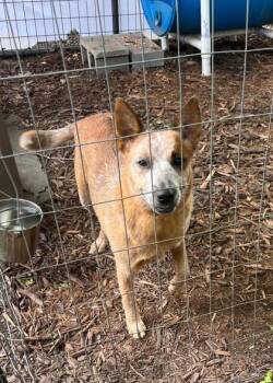 Grand Canyon -  Australian Cattle Dog Blue Heeler Dog for Adoption in Marshall, North Carolina - Grand Canyon | PetCurious