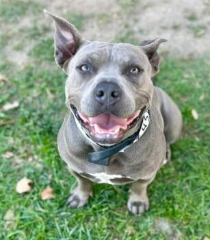 STORM -  Pit Bull Terrier Dog for Adoption in Riverside, California - STORM | PetCurious