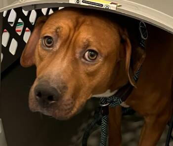 Rescue Pit Bull Terrier and Hound Dogs for Adoption in Warrenton, Oregon - Big Mac (Demon) | PetCurious