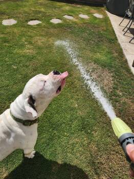 Tank -  Pit Bull Terrier Dog for Adoption in San Diego, California - Tank | PetCurious