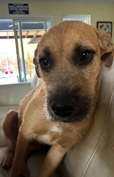 Rescue Wirehaired Terrier Dogs for Adoption in Southlake, Texas - Greta | PetCurious