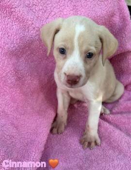 Cinnamon -  Labrador Retriever and American Staffordshire Terrier Dog for Adoption in Liverpool, Texas - Cinnamon | PetCurious