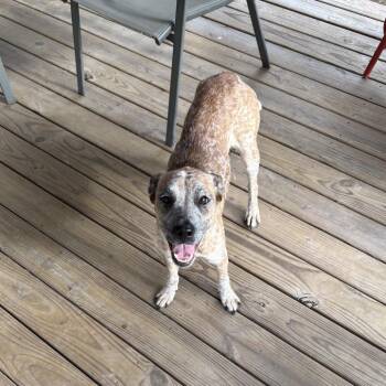 Cattle Dog Dogs Available for Adoption - Polina | PetCurious