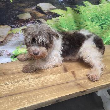 Aubrey -  Miniature Schnauzer Dog for Adoption in Normal, Illinois - Aubrey | PetCurious