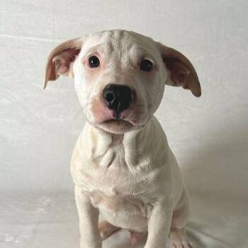 Terrier Dogs Available for Adoption - Komet | PetCurious