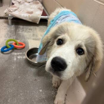Floofy -  Great Pyrenees Dog for Adoption in Columbia, Missouri - Floofy | PetCurious