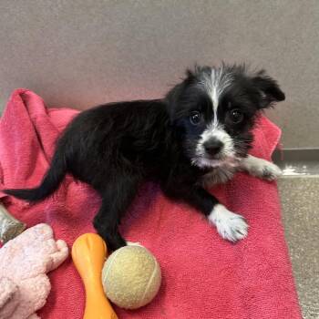 Jack -  Mixed Breed Dog for Adoption in Hailey, Idaho - Jack | PetCurious