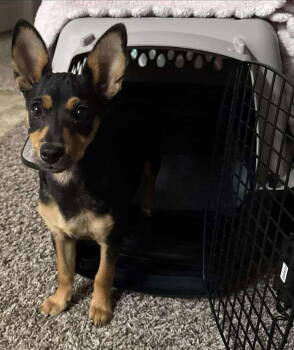 Rescue Mixed Breed Dogs for Adoption in Visalia, California - Bandit | PetCurious