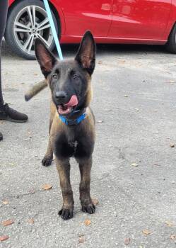 Omen - formerly Athena - fka Elmo - Located in Florida -  Belgian Shepherd Malinois Dog for Adoption in Imlay City, Michigan - Omen - Formerly Athena - Fka Elmo - Located In Florida | PetCurious