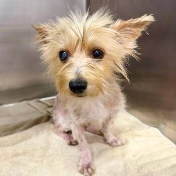 Boomer -  Yorkshire Terrier and Mixed Breed Dog for Adoption in Opelika, Alabama - Boomer | PetCurious
