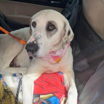Hound Dogs Available for Adoption in Sadler, Texas - Buttons | PetCurious