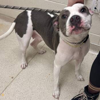 Pit Bull Terrier Dogs Available for Adoption - Clara | PetCurious