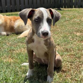 June -  Catahoula Leopard Dog and Labrador Retriever Dog for Adoption in Baker, Louisiana - June | PetCurious