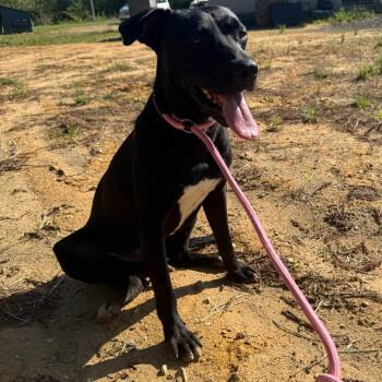 Black Labrador Retriever and Mixed Breed Dogs Available for Adoption in New York, New York - Nash | PetCurious