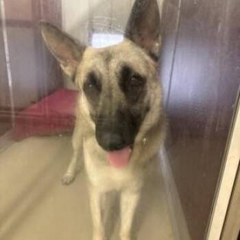 Atlas -  German Shepherd Dog Dog for Adoption in Phoenixville, Pennsylvania - Atlas | PetCurious