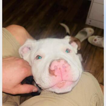 Pit Bull Terrier Dogs Available for Adoption - Moose | PetCurious