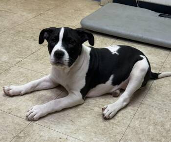 Rescue Bulldog and Pit Bull Terrier Dogs for Adoption in Bristol, Vermont - Marley | PetCurious