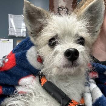 Feathers -  Wirehaired Terrier Dog for Adoption in Newark, New Jersey - Feathers | PetCurious