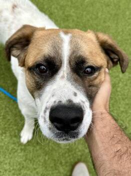 Mixed Breed Dogs Available for Adoption in Wichita, Kansas - Roswell | PetCurious