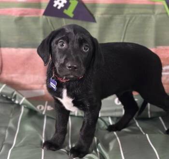 Retriever and Mixed Breed Dogs Available for Adoption - Panther | PetCurious