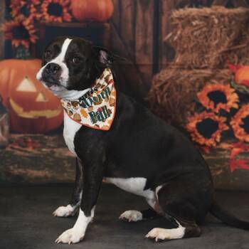 Rescue English Bulldog and Mixed Breed Dogs for Adoption in Port Richey, Florida - Wendy | PetCurious