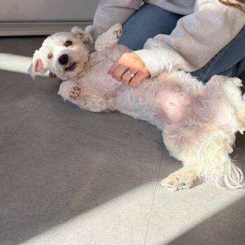Bella -  Maltese Dog for Adoption in Morristown, Vermont - Bella | PetCurious