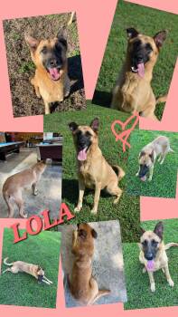 LOLA -  Belgian Shepherd Malinois and German Shepherd Dog Dog for Adoption in Jackson, Tennessee - LOLA | PetCurious