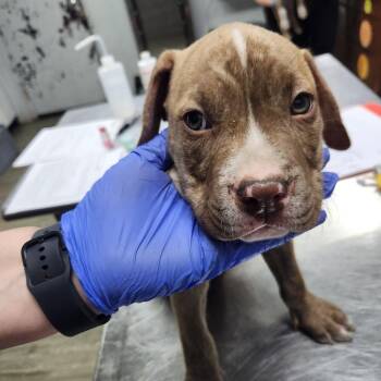 Mixed Breed Dogs Available for Adoption in Summerville, South Carolina - Dean | PetCurious