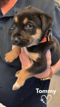 Tommy -  Pit Bull Terrier and German Shepherd Dog Dog Available for Adoption in Monte Vista, Colorado - Tommy | PetCurious