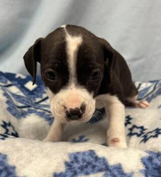 Latke -  American Staffordshire Terrier Dog for Adoption in Copiague, New York - Latke | PetCurious