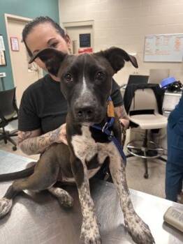 Vex -  Pit Bull Terrier and Mixed Breed Dog for Adoption in Fishers, Indiana - Vex | PetCurious