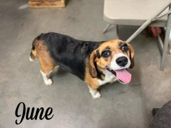 June -  Beagle Dog for Adoption in Monticello, Minnesota - June | PetCurious