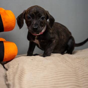 Starburst -  Terrier and Mixed Breed Dog for Adoption in Pawling, New York - Starburst | PetCurious