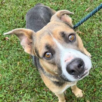 Rescue American Staffordshire Terrier Dogs for Adoption in Raleigh, North Carolina - Sebastian | PetCurious