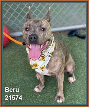 BERU (see also LUNA) -  Pit Bull Terrier and American Staffordshire Terrier Dog for Adoption in Marietta, Georgia - BERU (see Also LUNA) | PetCurious