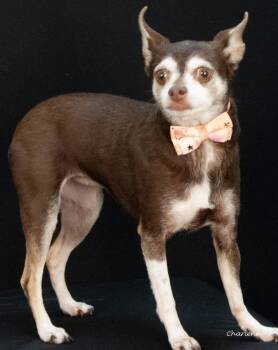 Jenny -  Chihuahua Dog for Adoption in Newland, North Carolina - Jenny | PetCurious