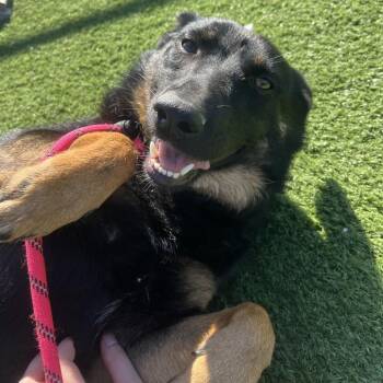 Juniper -  German Shepherd Dog and Mixed Breed Dog Available for Adoption in Bristol, Indiana - Juniper | PetCurious
