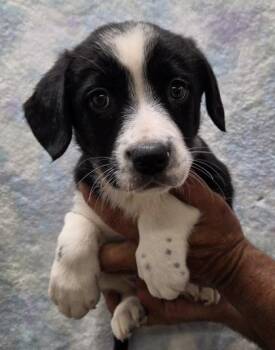 Bernese Mountain Dog and Cavalier King Charles Spaniel Dogs Available for Adoption in Malvern, Pennsylvania - Oakley | PetCurious