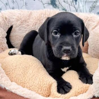 Puggle and Pug Dogs Available for Adoption in Fairfield, Connecticut - Mouse | PetCurious